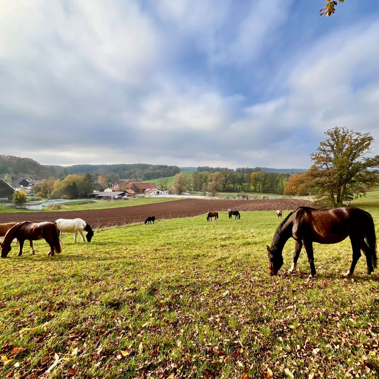 Im HIT-Aktivstall® auf dem Ochsenhof in Wüstenbuchau bei Mainleus haben ­Pferde 24 Stunden am Tag Auslauf und können sich auf auf 3 500 Quadrat­metern frei bewegen. In den chipgesteuerten Fresstationen sind die Mengen an Heu, Kraft- und Mineralfutt