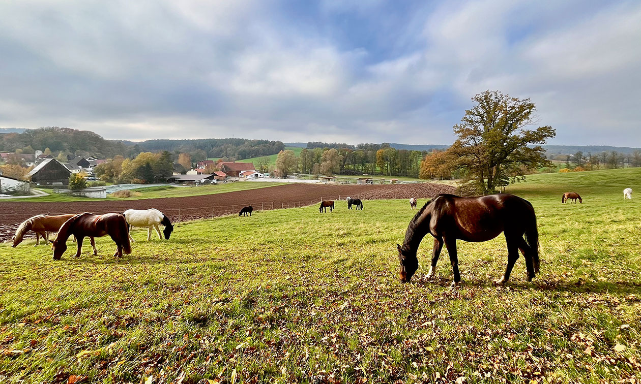 Im HIT-Aktivstall auf dem Ochsenhof in Wüstenbuchau bei Mainleus haben Pferde 24 Stunden am Tag Auslauf und können sich auf 3500 Quadratmeter frei bewegen.